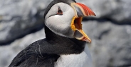 puffin_atlantic_msi_h_2685_can2071.jpg